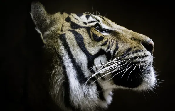 Картинка тигр, профиль, красавец
