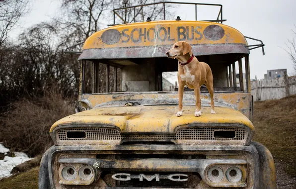 Друг, собака, School Bus