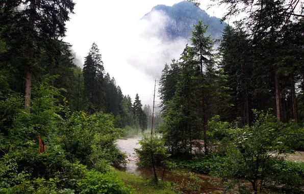Картинка лес, туман, река, ручей, гора