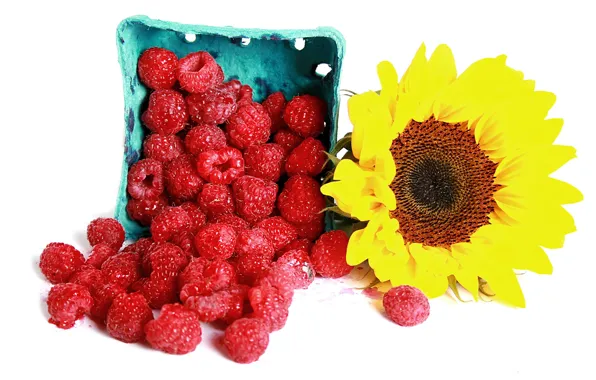 Ягоды, малина, подсолнух, raspberry