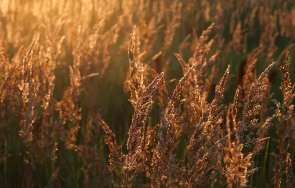Пшеница, поле, солнце, радость, природа, настроение, рассвет, утро