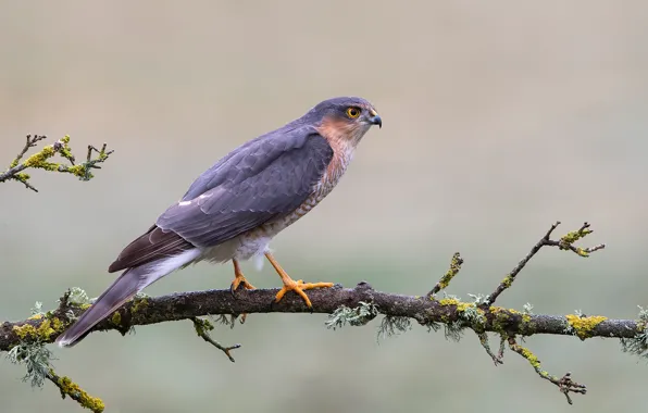 Фон, птица, мох, ветка, ястреб, перепелятник, Sparrowhawk, Accipiter nisus