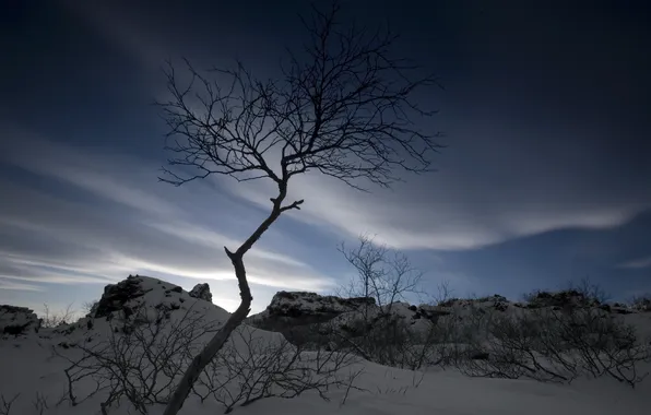 Картинка небо, ночь, природа, дерево