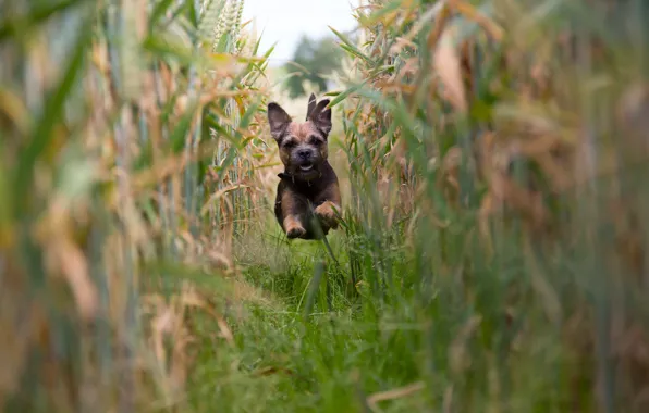 Картинка поле, настроение, собака, кукуруза, бег, щенок, полёт, Бордер терьер