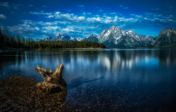 Картинка лес, горы, озеро, Вайоминг, коряга, Wyoming, Grand Teton National Park, Скалистые горы