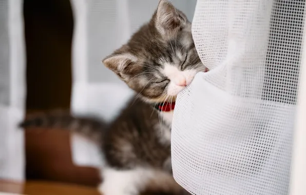 Кошка, котенок, портрет, малыш, ошейник, мордашка
