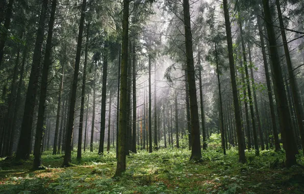 Лес, деревья, природа