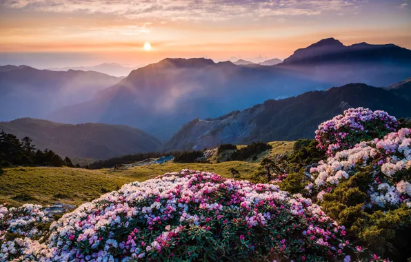 Картинка солнце, облака, цветы, горы, природа, туман, рассвет, холмы