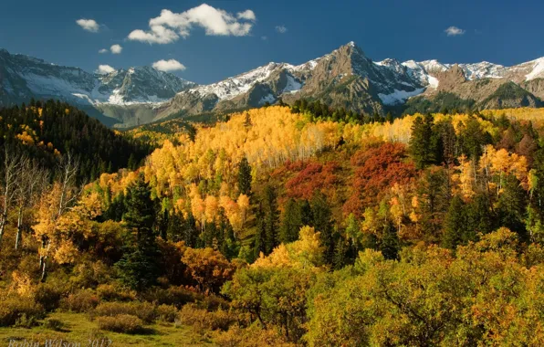 Картинка осень, лес, деревья, горы, San Juan Mountains
