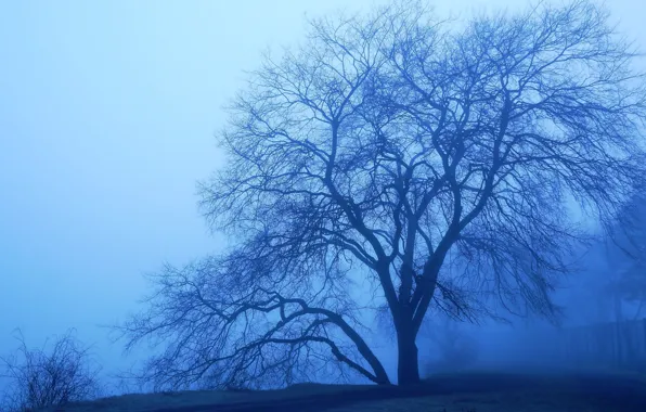 Dark, tree, fog
