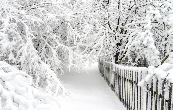 Картинка зима, снег, деревья, white, landscape, winter, snow, tree