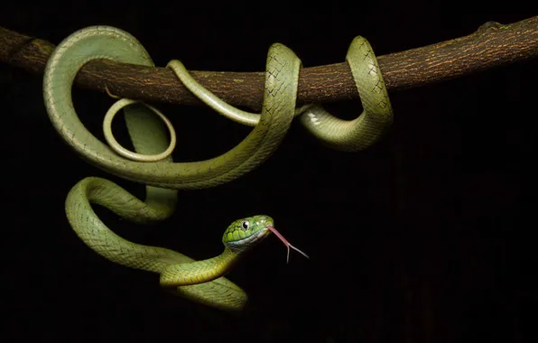 Картинка змея, чешуя, окрас, черный фон, зеленая