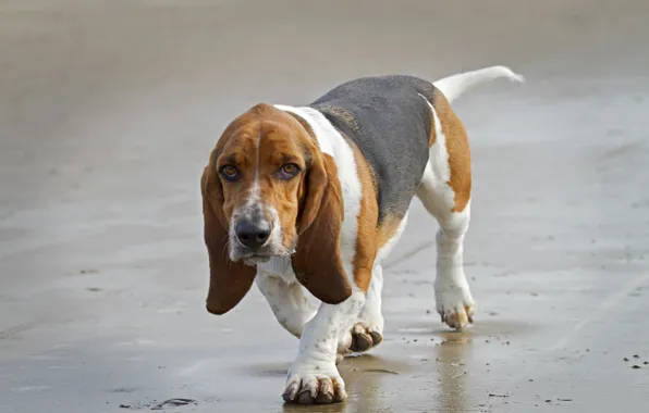 Картинка друг, собака, beagle