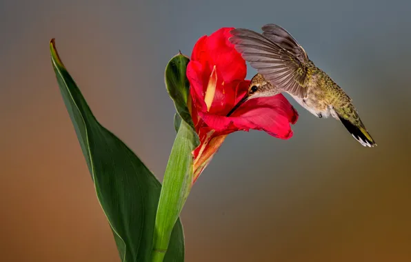 Цветок, природа, колибри, черногорлый архилохус