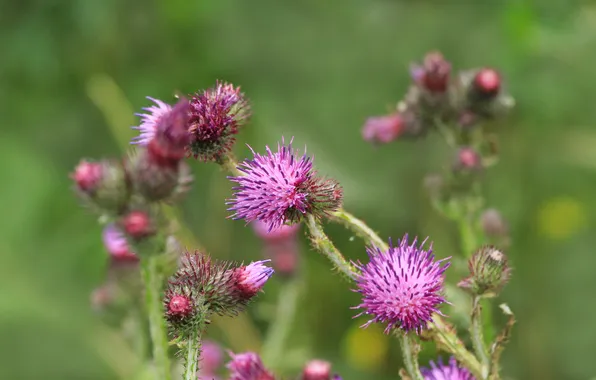 Flower, pink, meadow