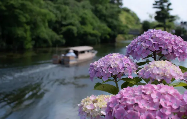 Цветы, река, Япония, катер, соцветия, гортензия