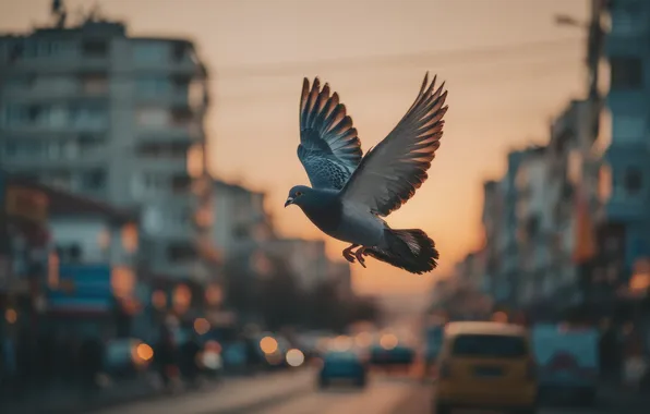 Дорога, небо, полет, закат, машины, город, птица, улица