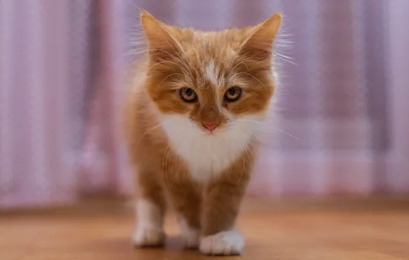 Кошка, котенок, рыжий, шторы