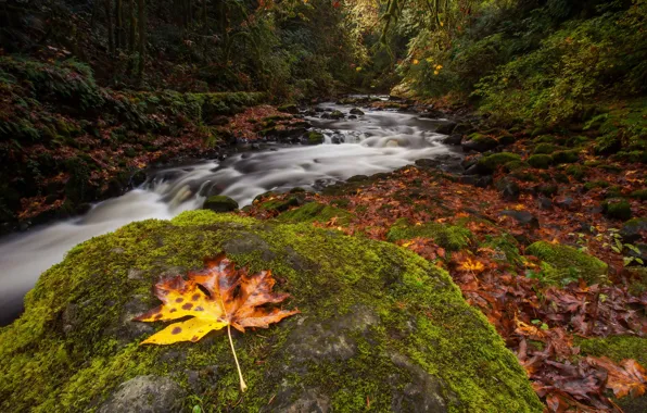 Картинка осень, лес, лист, река, камень, мох, поток