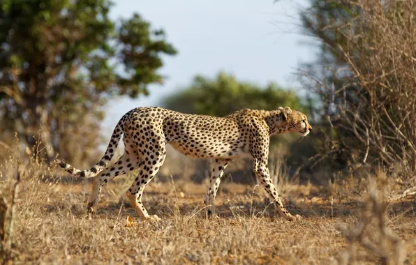 Кошка, природа, гепард, Cheetah