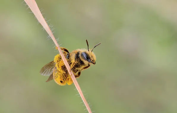 Картинка макро, пчела, пыльца, насекомое