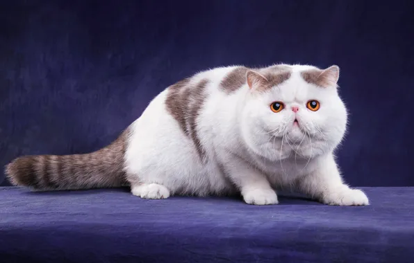 Кошка, кот, взгляд, поза, лапки, перс, мордочка, милый