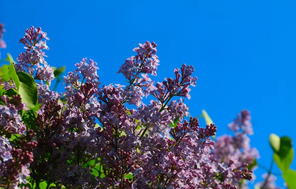 Flower, sky, spring, lilac, twig
