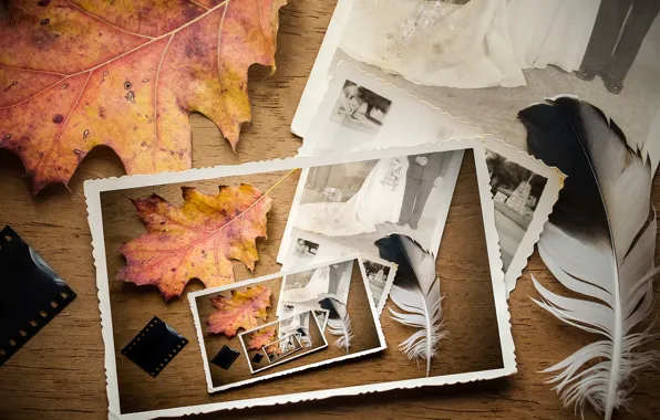 Картинка осень, лист, перо, плёнка, свадебное фото