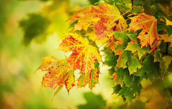 Осень, листья, деревья, клён, краски осени