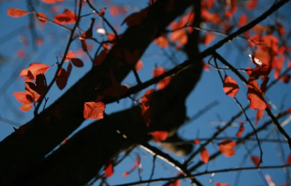Картинка осень, небо, листья, природа, фон, дерево, ветви, обои
