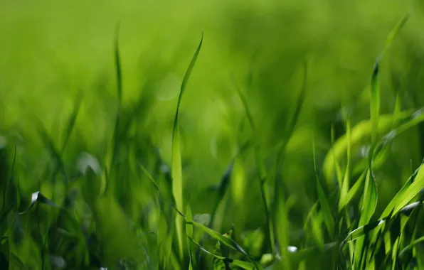 Поле, трава, фото, зелёный, стебельки, макро обои