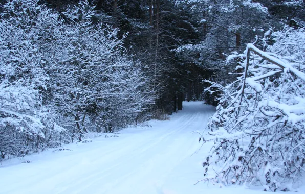 Холод, зима, дорога, лес, снег, деревья, природа, мороз