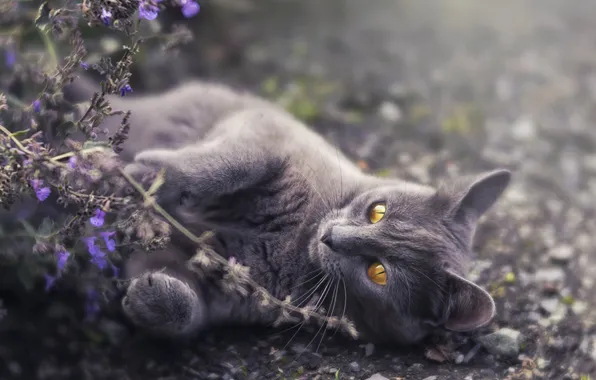 Кошка, кот, взгляд, цветы, поза, веточка, серый, лапки