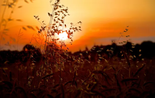 Картинка лето, трава, солнце, макро, закат