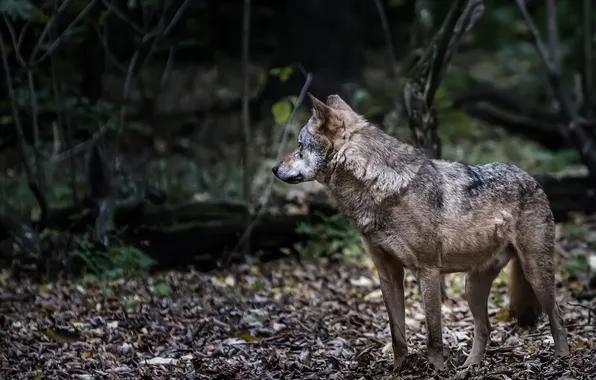 Картинка nature, snow, predator, face, animal, wolf, wildlife, portrait