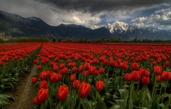 Картинка поле, небо, облака, цветы, горы, тучи, тюльпаны