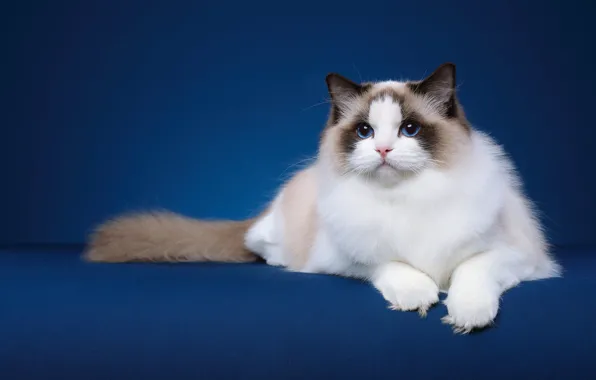 Кошка, кот, взгляд, поза, лежит, мордашка, синий фон, фотостудия