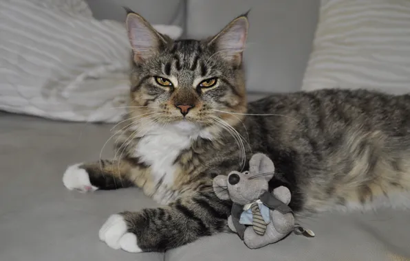 Кошка, кот, взгляд, поза, серый, диван, игрушка, игра