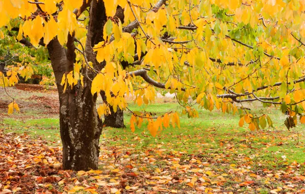 Картинка осень, лес, листья, деревья, парк, forest, landscape, park