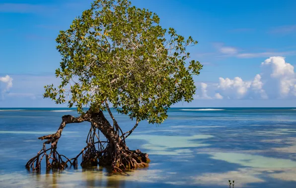 Картинка побережье, рай, Доминикана, Samana, мангровое дерево