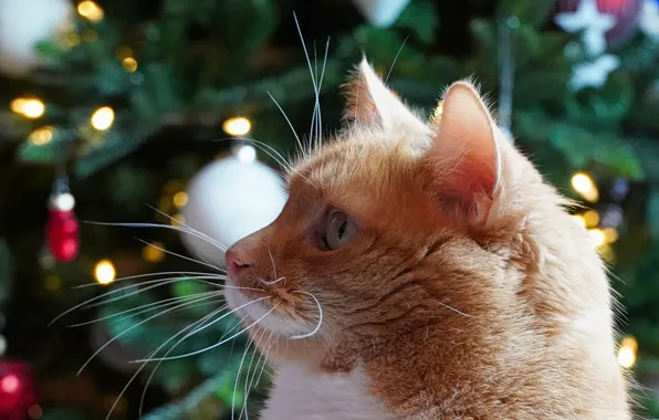 Картинка мордочка, боке, новогодняя ёлка, рыжий кот