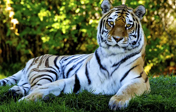 Картинка кошка, хищник, cat, природа, tiger, predator, боке, тигр