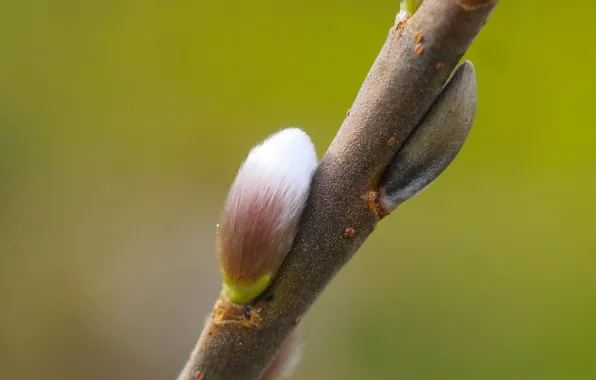 Spring, twig, kitten base