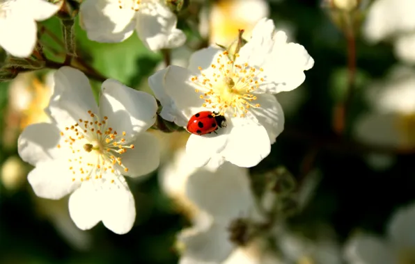Божья коровка, весна, яблоня, blossom, Spring