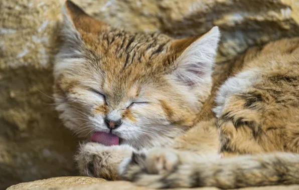 Язык, кошка, морда, умывание, песчаный кот, ©Tambako The Jaguar, барханная кошка