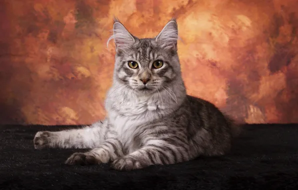 Кошка, кот, серый, лежит, мордашка, полосатый, мейн-кун, табби