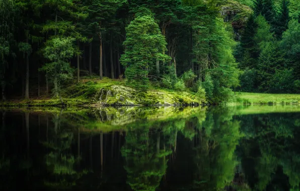 Картинка лес, деревья, озеро, отражение, река