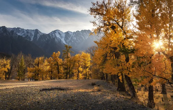 Trees, autumn, mountains, snow, leaves
