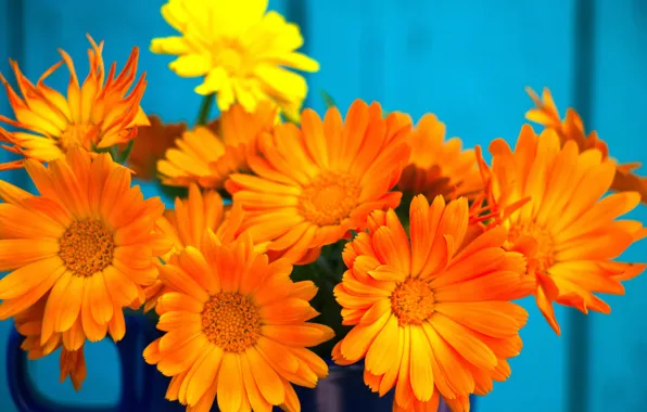 Цветы, фон, обои, букет, ноготки, календула, оранжевые цветы, минибукет