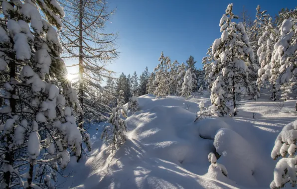 Сугробы, снег, зима, деревья, Владимир Бормотов, Россия, лес
